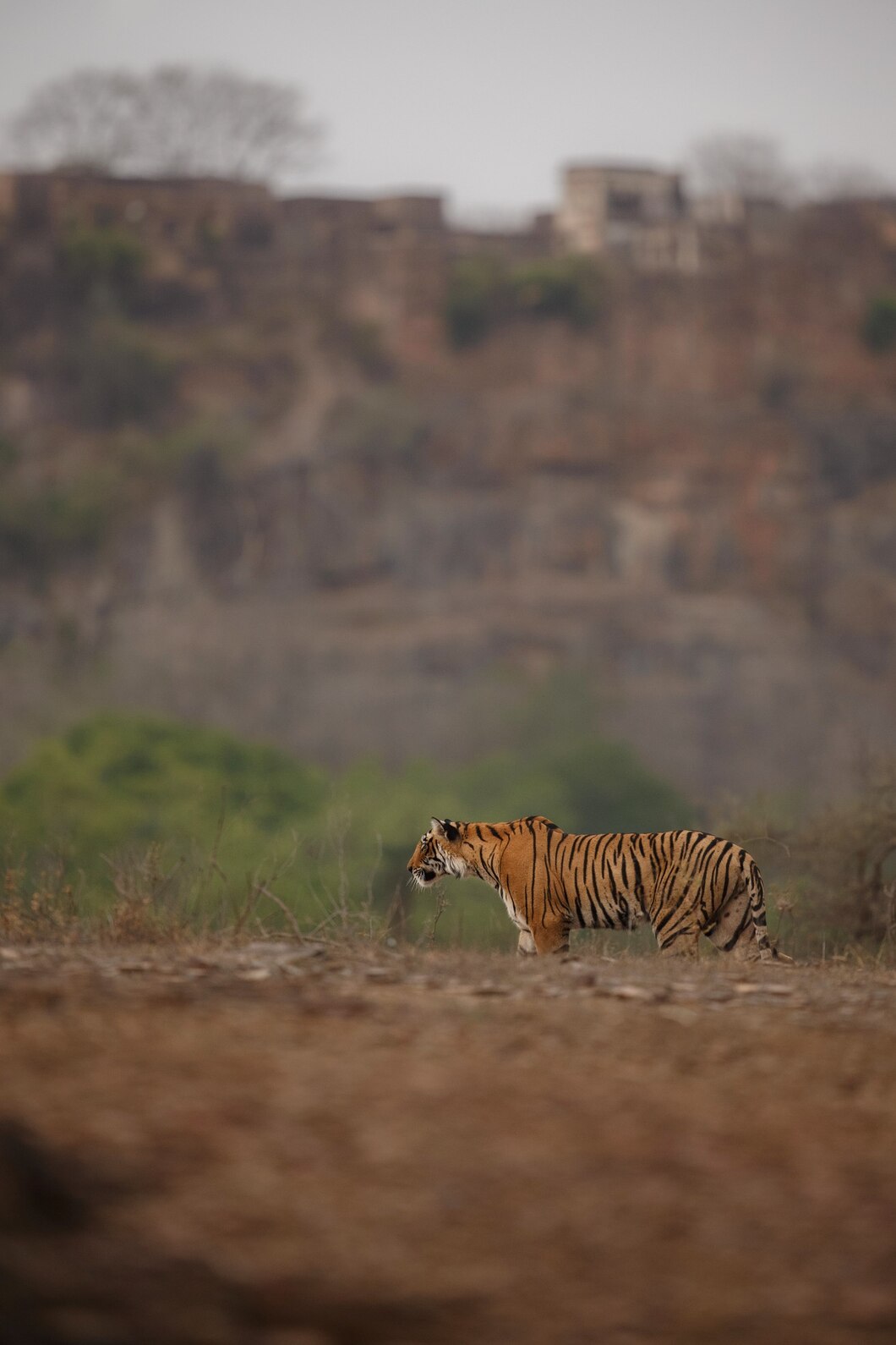Ranthambore